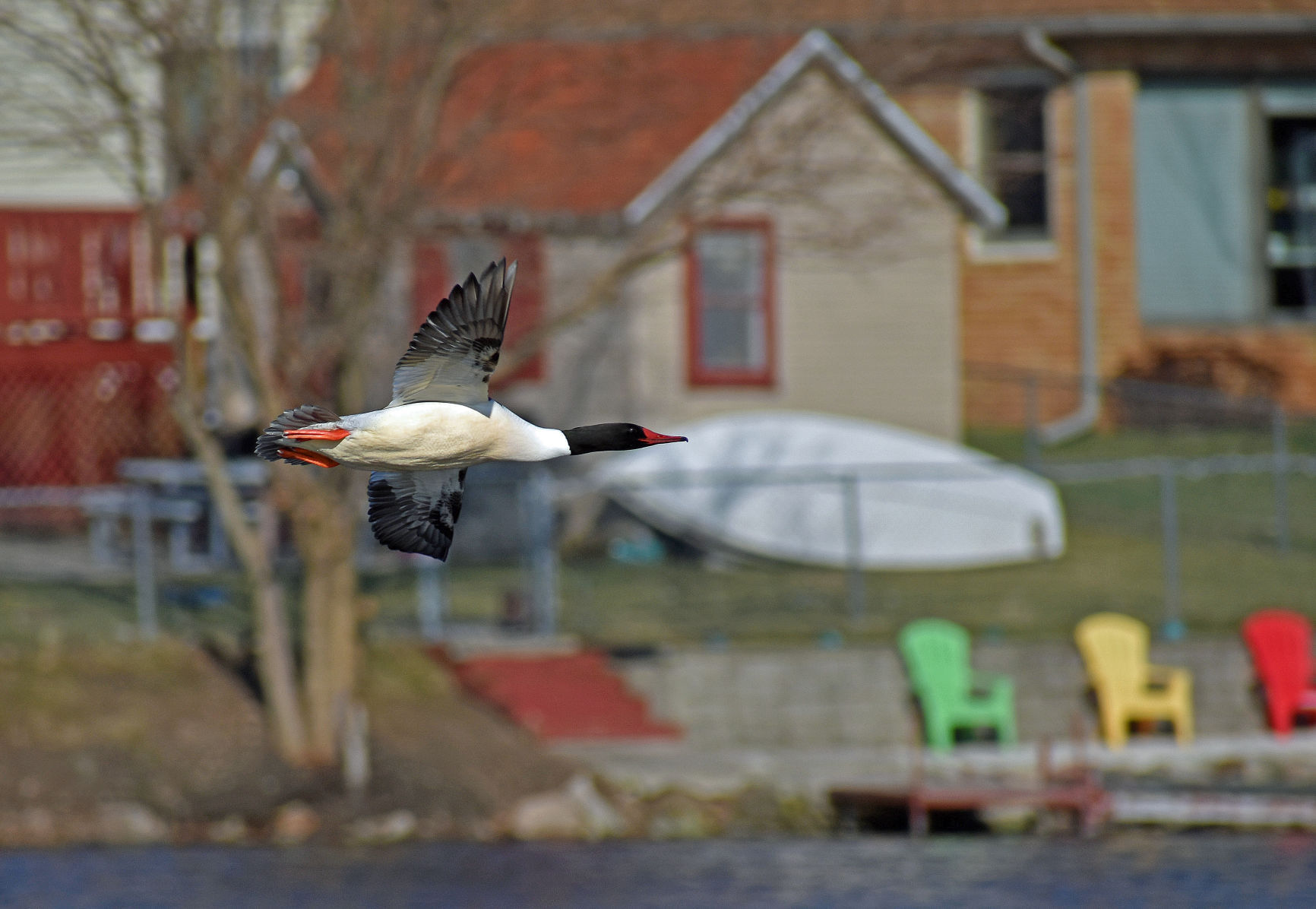 Merganser flying